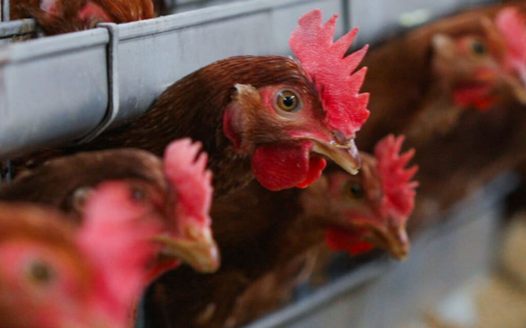 純国産鶏 ゴトウもみ